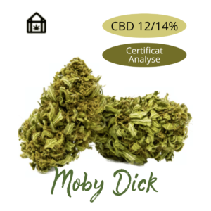 Fleur de chanvre Moby Dick CBD naturelle vendue en ligne à Saint-Agrève, Ardèche Expédition France Fleur de chanvre Moby Dick CBD naturelle vendue en ligne à Saint-Agrève, Ardèche Expédition France