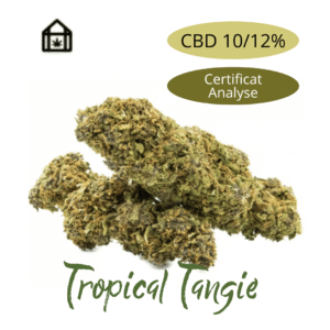 Fleur de chanvre Tropical Tangie CBD naturelle vendue en ligne à Saint-Agrève, Ardèche