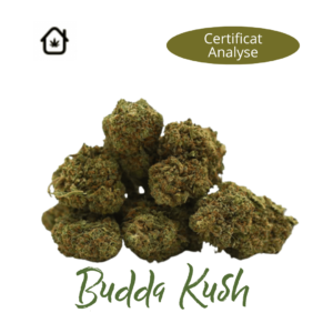 Fleur de chanvre Bouda Kush CBD naturelle vendue en ligne à Saint-Agrève, Ardèche