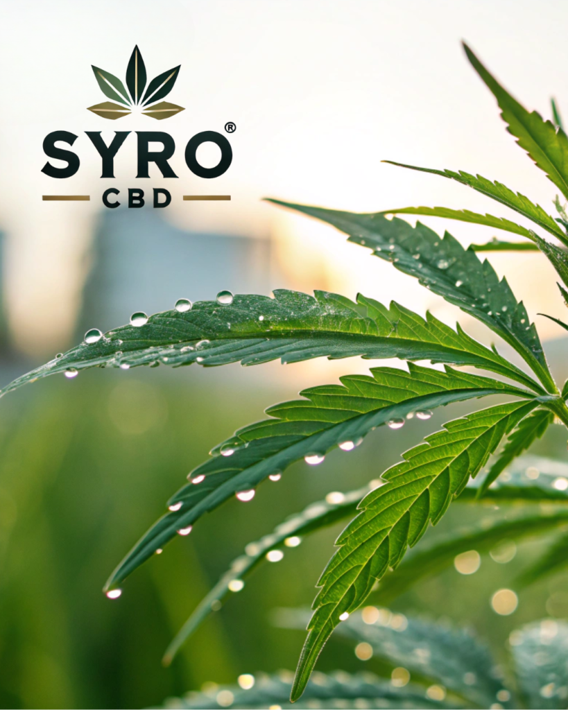 Feuille de chanvre CBG avec gouttes de rosée au lever du soleil, accompagnée du logo de la marque Syro CBD.