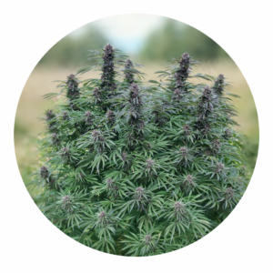 La Douglas CBD – Fleur CBD Produite en Ardèche